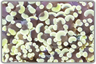 Double Wall Hammer Coral